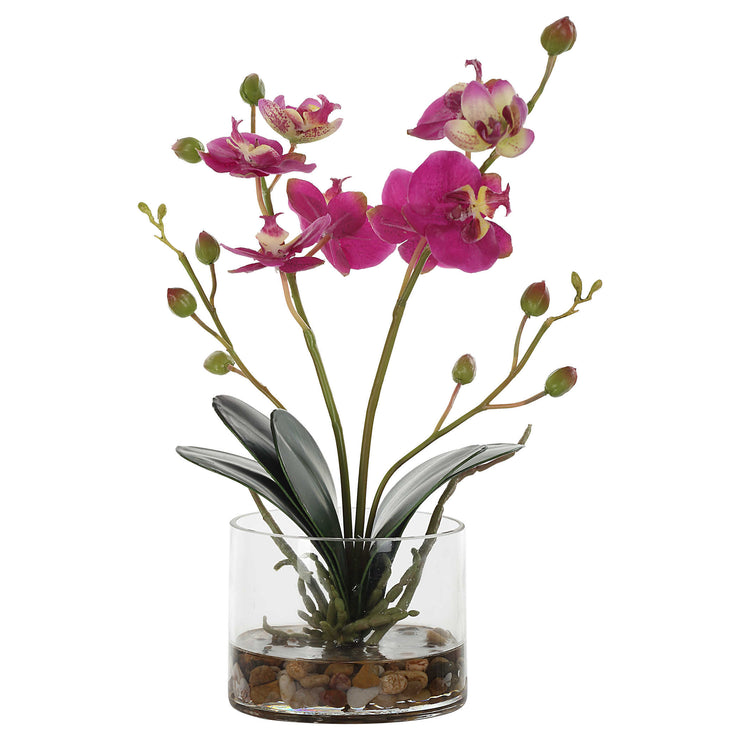 Glory Orchid, Fuschia