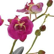 Glory Orchid, Fuschia
